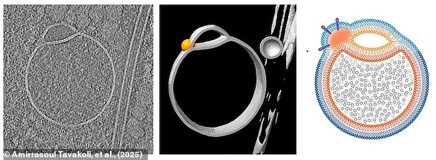 Scientists Stunned by Unprecedented Discovery of Hidden Cellular Structure in Human Cells