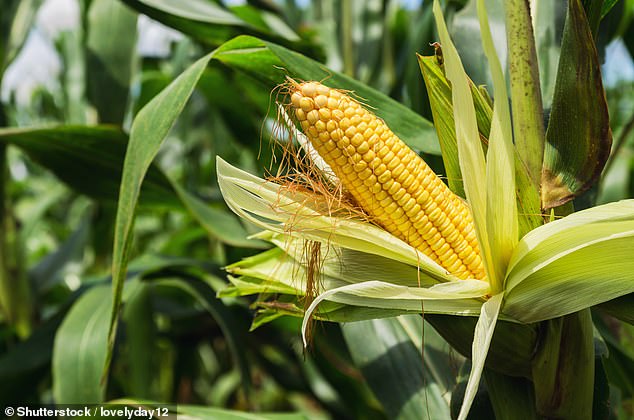 Corn Sweat’ Deepens Sweltering Weeklong Heat Dome Scorching Millions in U.S.