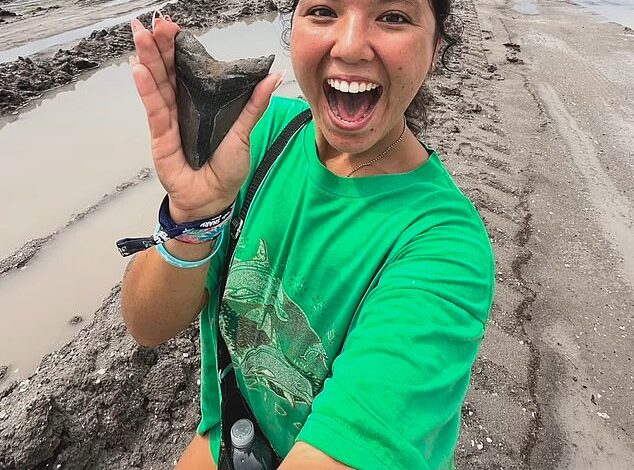 Woman Discovers Massive Prehistoric Megalodon Tooth on U.S. Beach