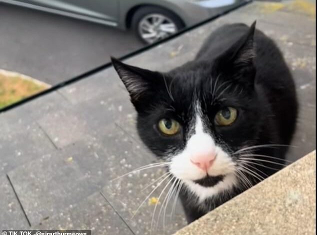 Social Media Baffled by Cat’s ‘British Accent’ as Viewers Joke It’s a Scouser