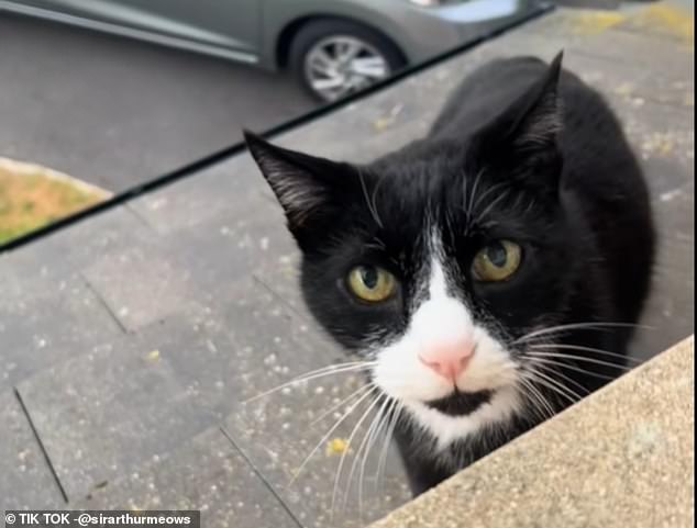 Social Media Baffled by Cat’s ‘British Accent’ as Viewers Joke It’s a Scouser