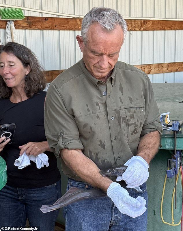 RFK Jr. Undergoes Parasitic Lamprey Bite in Health Official’s Controversial Demonstration