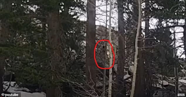 Baffling Bigfoot Footage Captures Swift Daylight Sprint Through Dense Forest