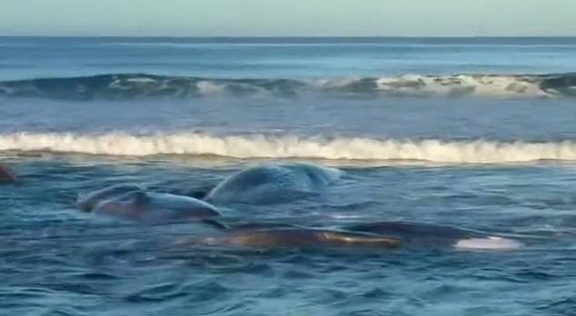 Major Quake-Triggered Tsunami May Have Stranded Four Whales in Japan, Experts Say