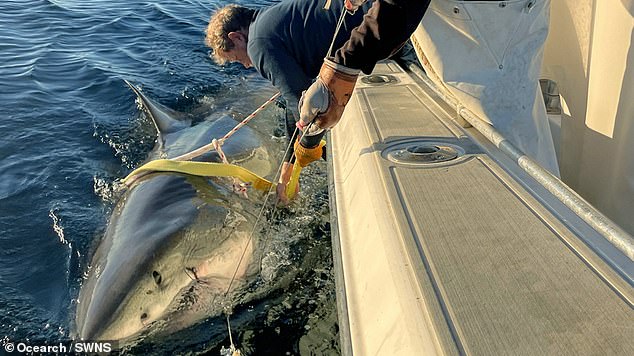Unraveling the Mysterious Surge of Great White Sharks Along U.S. Coasts